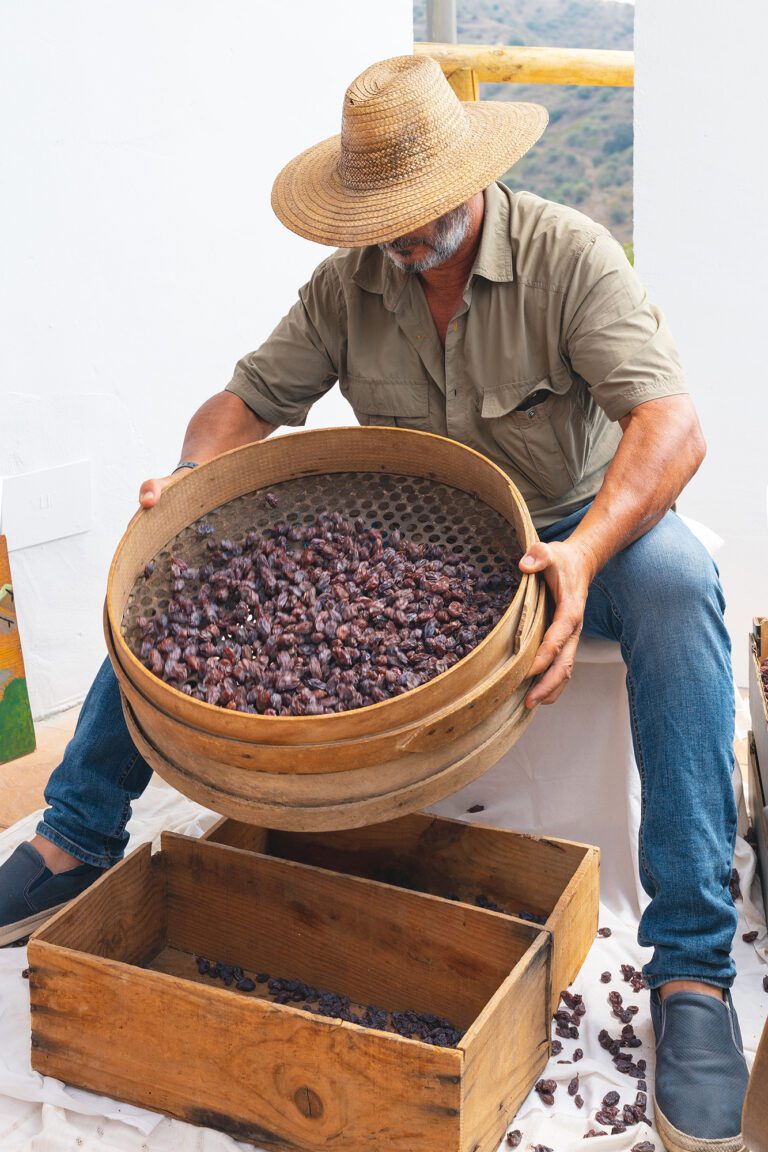 Hombre vestido de forma tradicional sentado cribando pasas durante la Fiesta de Viñeros