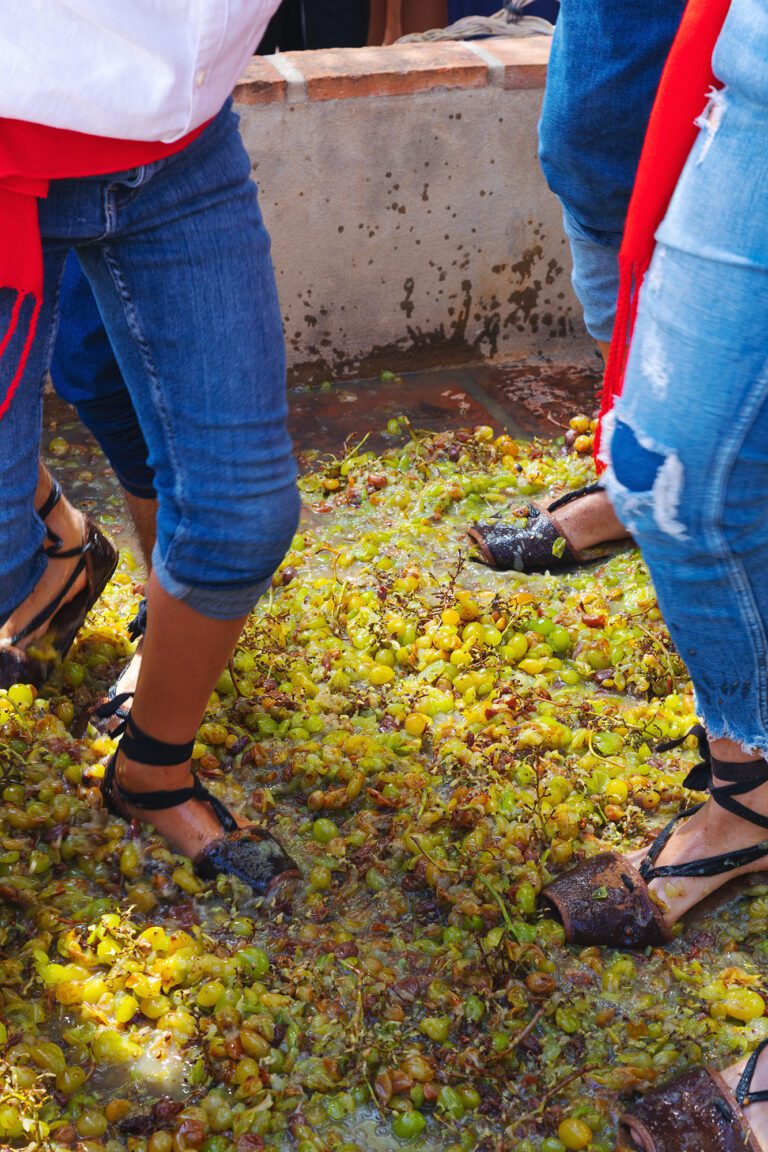 Varias personas pisando uvas en un lagar para la producción de vino en la Fiesta de Viñeros de Moclinejo