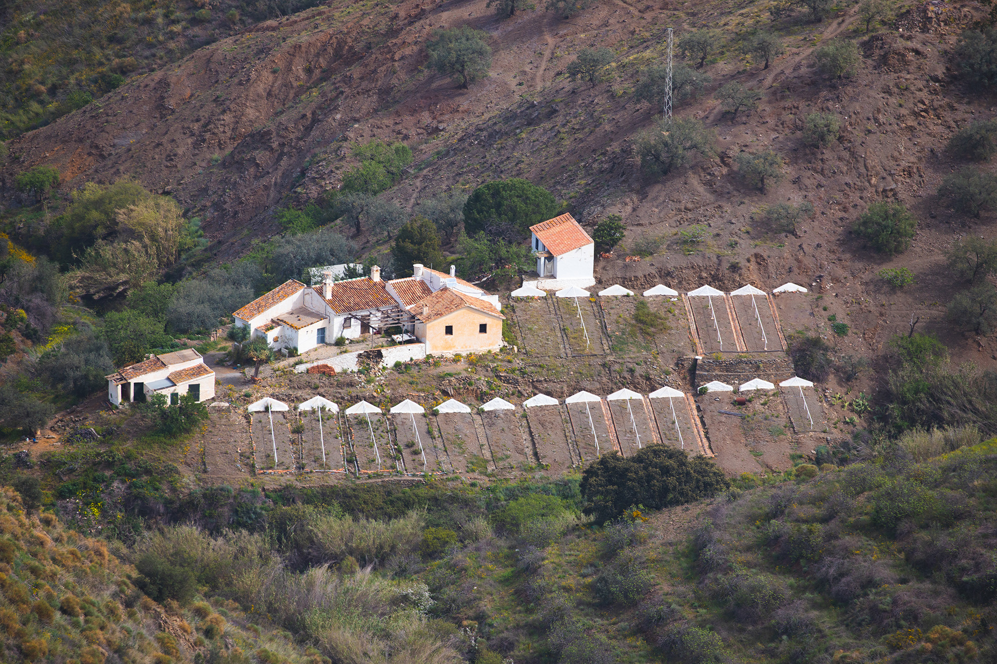 Un lagar con muchos paseros