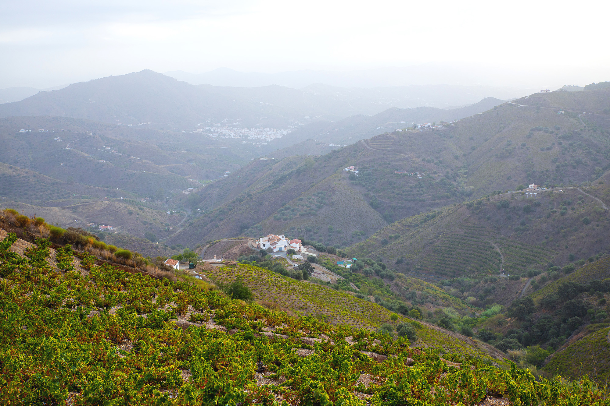 Un lagar rodeado de viñedos