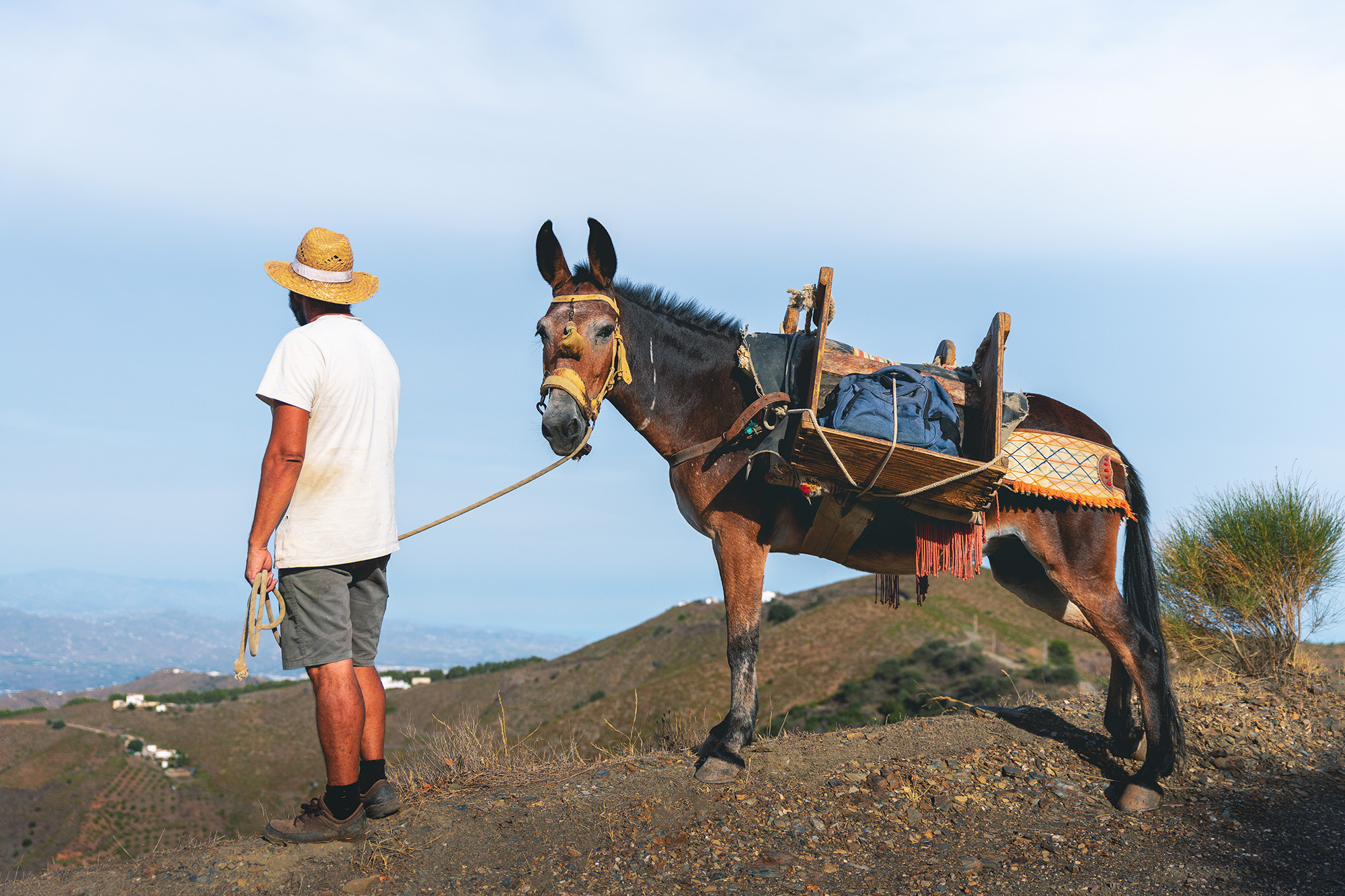 Vendimiador con una mula después de una jornada de vendimia