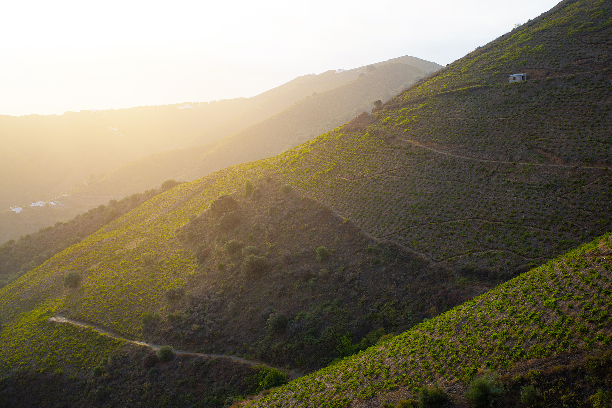 Paisaje con viñedos en Moclinejo al amanecer