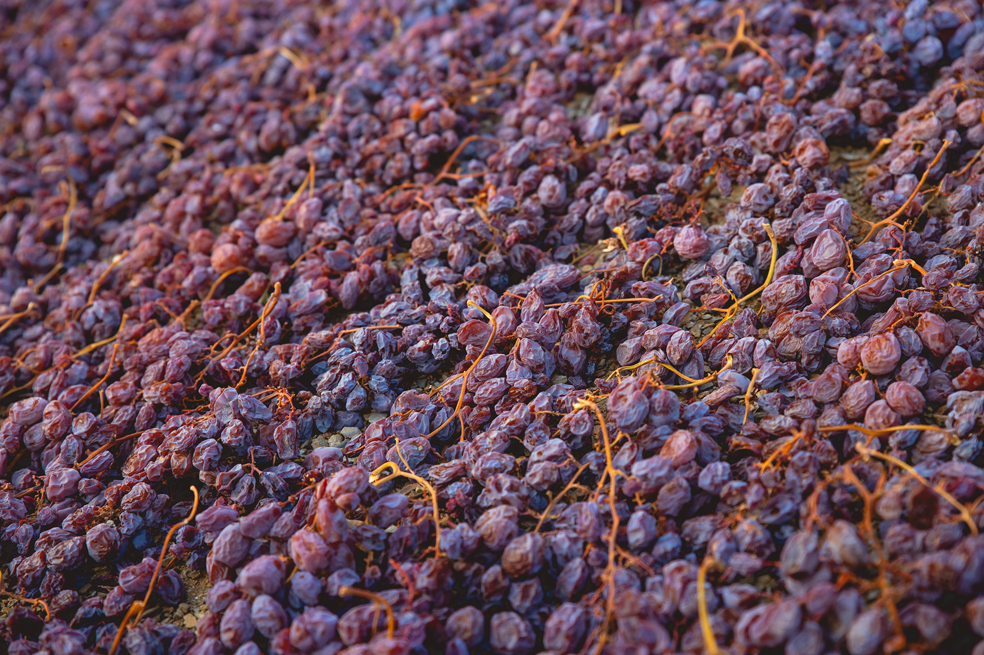 Detalle de pasas secando en un pasero