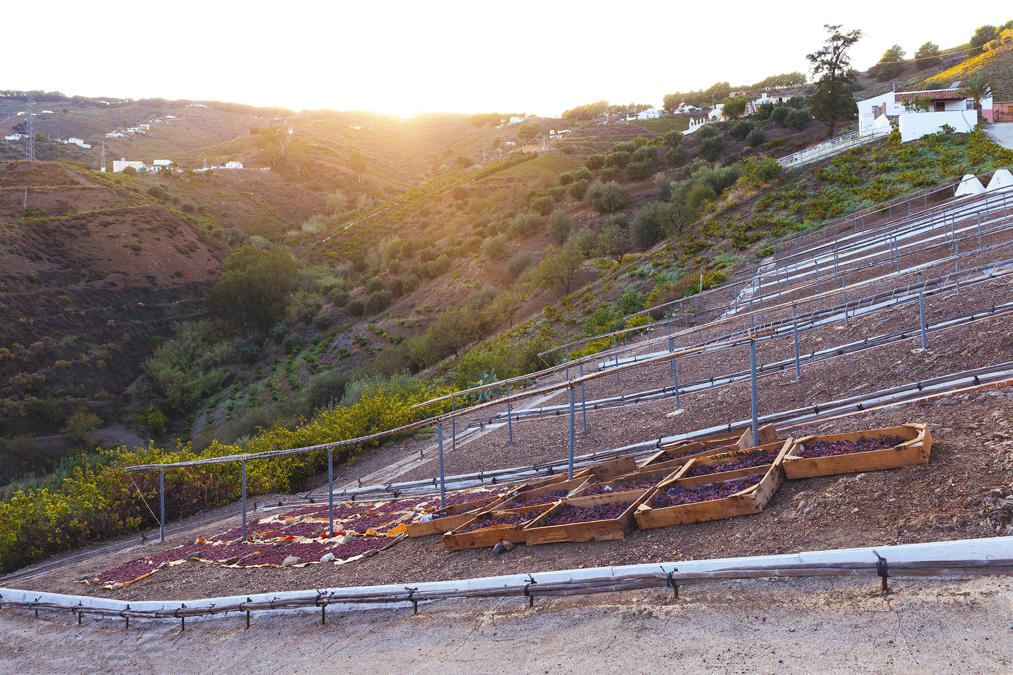 Un pasero con cajas de pasas al atardecer