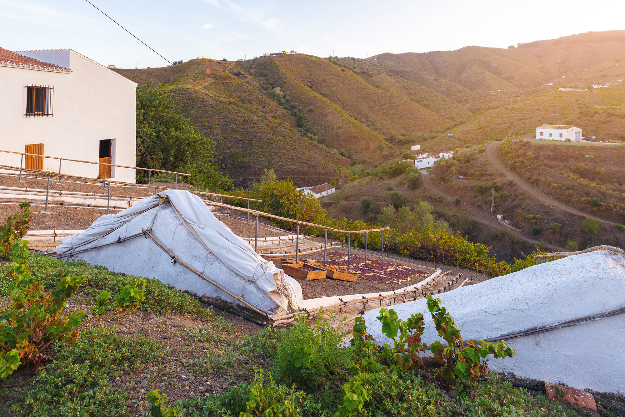 Un pasero con cajas de pasas al atardecer
