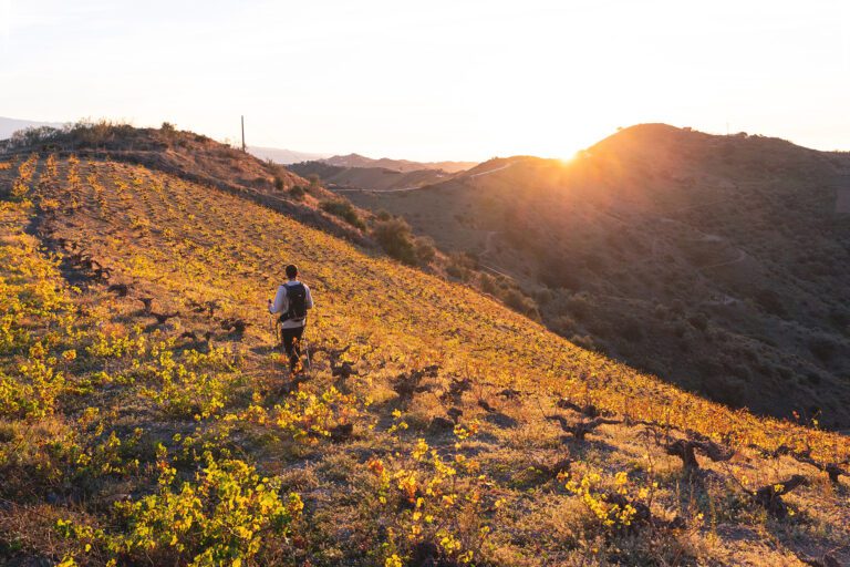 Hombre senderista caminando entre viñedos al amanecer en una ruta de senderismo de Moclinejo