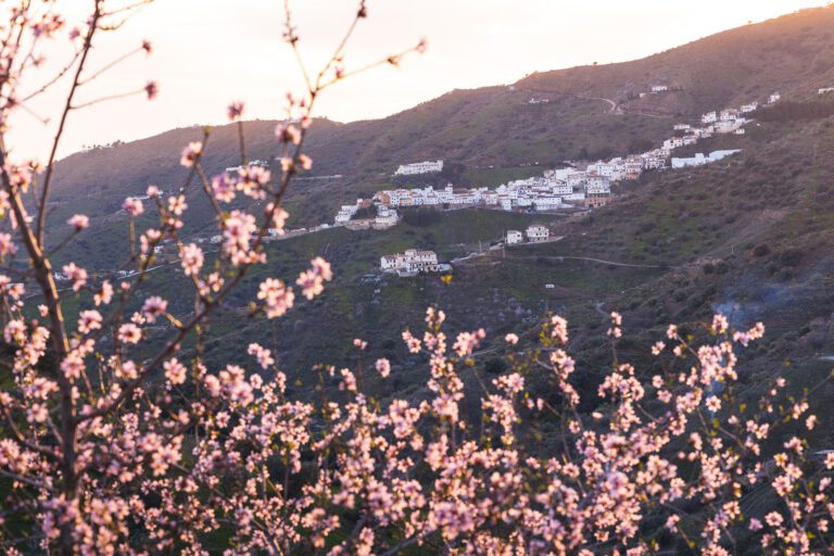 Almendros en flor con el pueblo de Moclinejo de fondo al atardecer