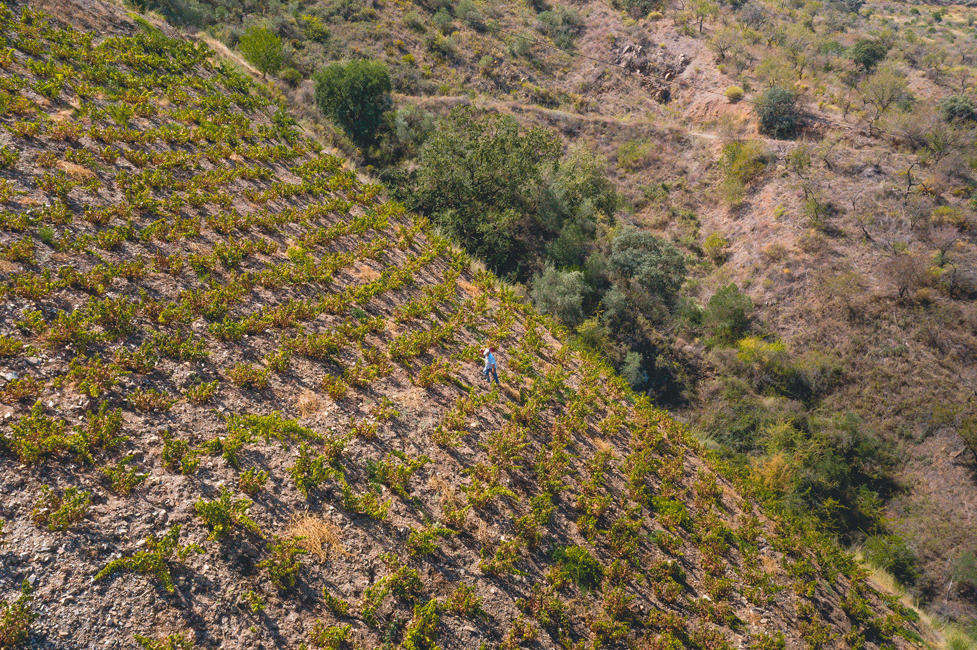 Vista aérea de una ladera de viñas con un hombre vendimiando