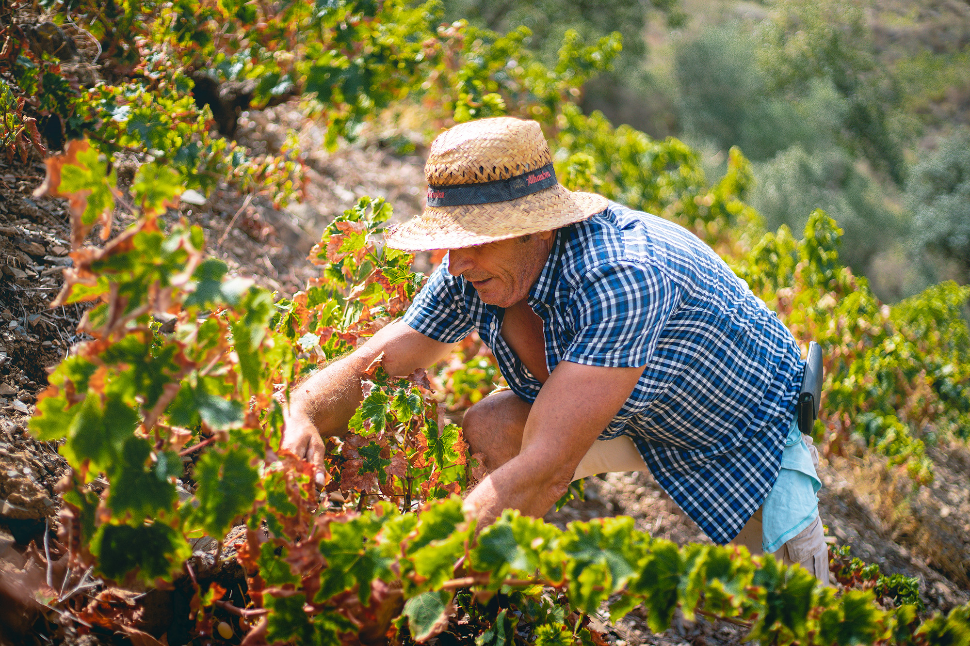 Hombre vendimiando uvas moscatel