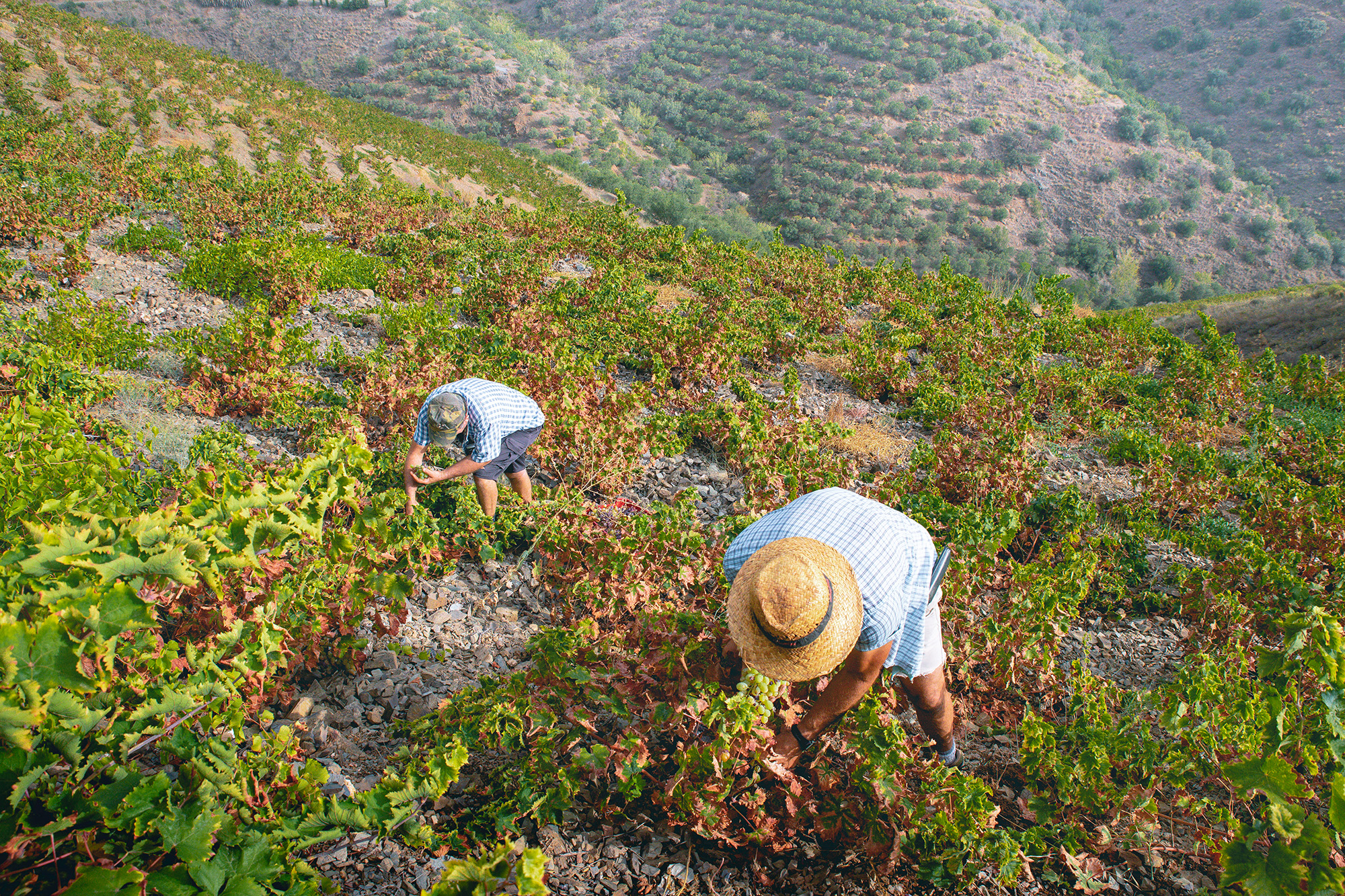 Dos hombres vendimiando en las inclinadas laderas de Moclinejo