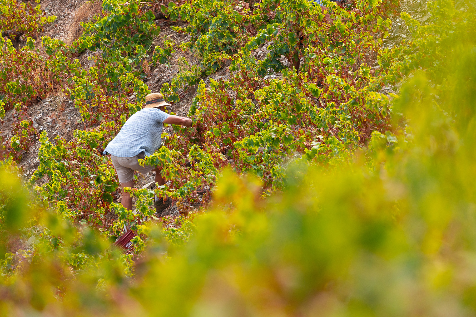 Hombre vendimiando uvas moscatel en Moclinejo