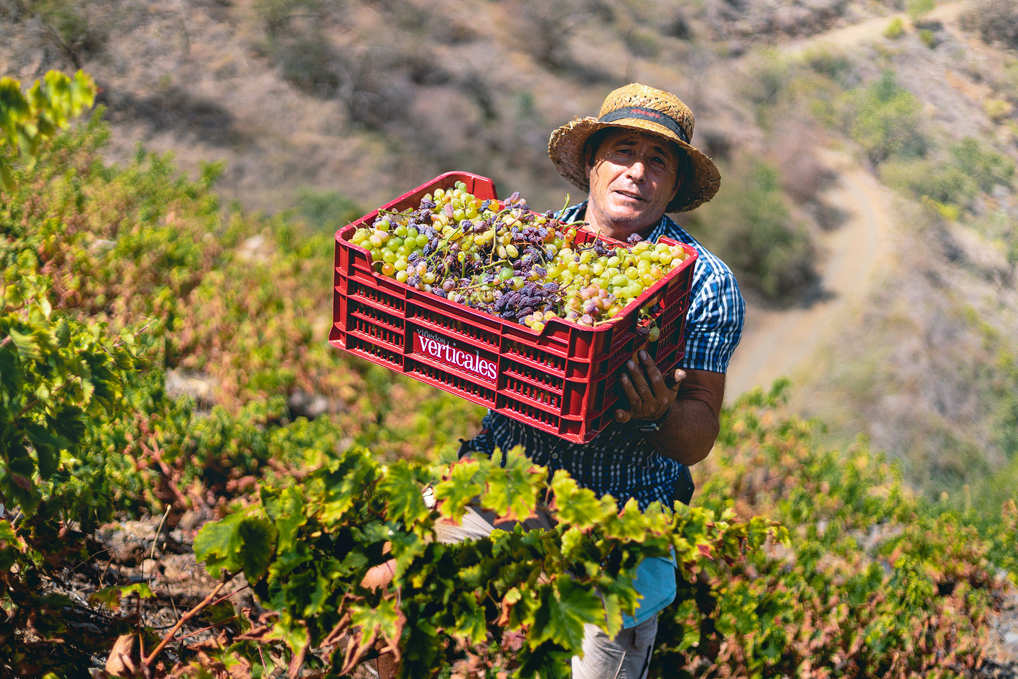 Hombre sosteniendo una caja con uvas durante la vendimia en Moclinejo
