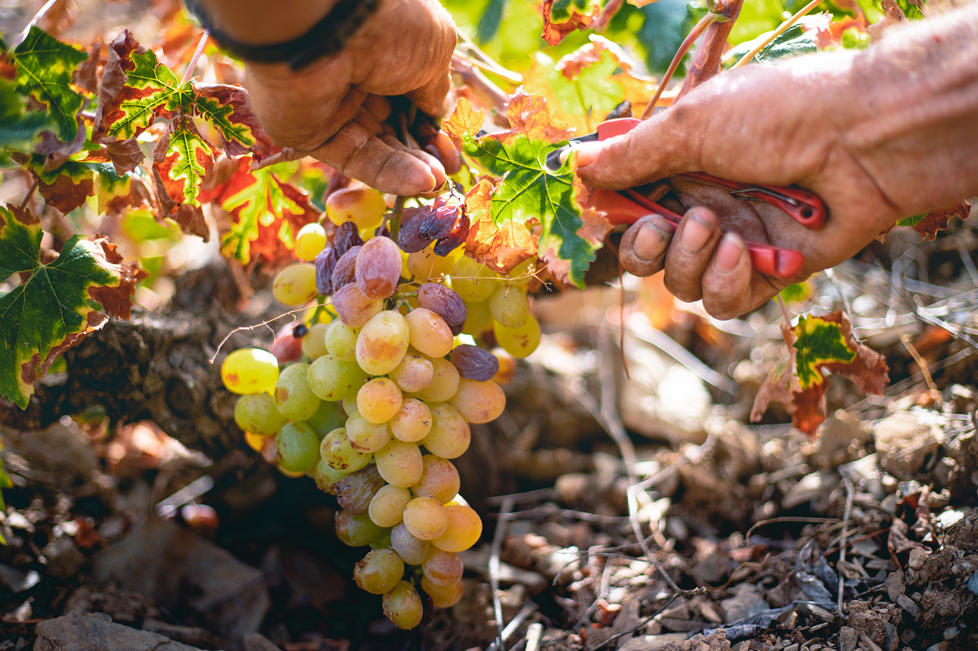 Las manos de un vendimiador cortando un racimo de uvas moscatel